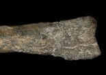 Othnielosaurus Tibia w/ Stand - Bone Cabin Quarry #14731-5